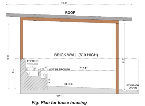 Cattle shed design layout