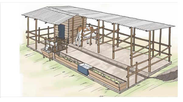 Cement roofing sheet for cattle shed